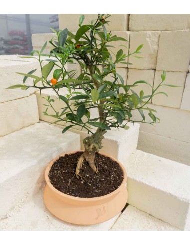 Citrus Kinzu 12 anni