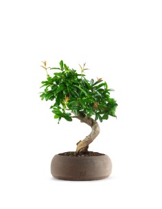 Punica Granatum Bonsai |...