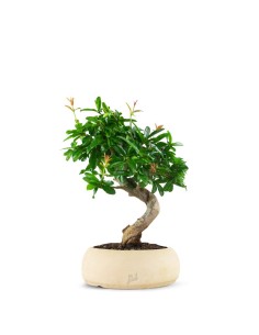 Punica Granatum Bonsai |... 2