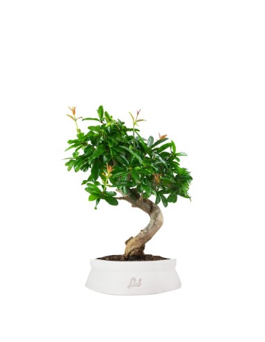 Punica Granatum Bonsai | Melograno 14...