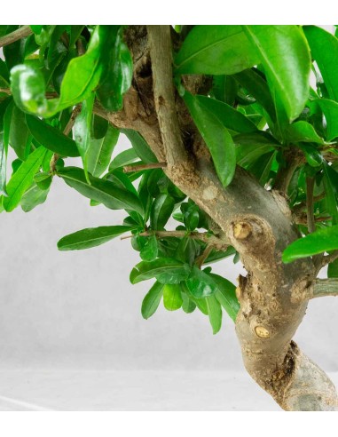 Punica Granatum Bonsai | Melograno 14...