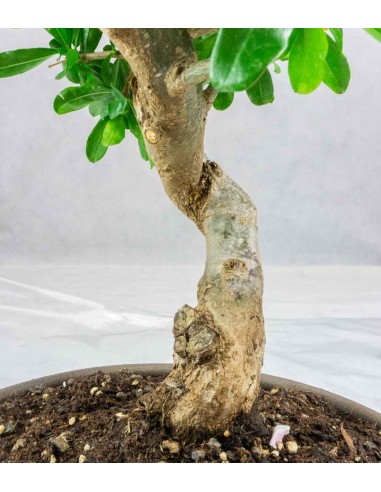 Punica Granatum Bonsai | Melograno 14...