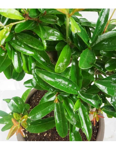 Punica Granatum Bonsai | Melograno 14...