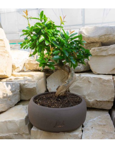 Punica Granatum Bonsai | Melograno 14...