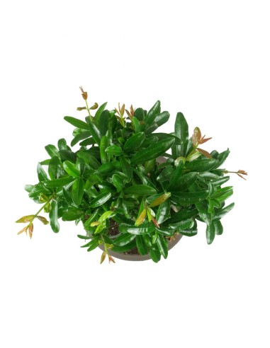 Punica Granatum Bonsai | Melograno 14...