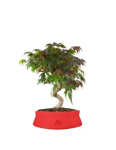 Acero palmato atropurpureum...