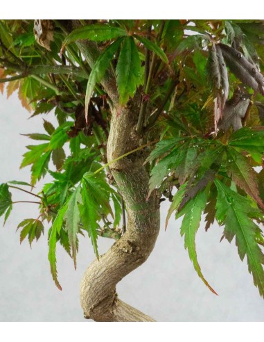 Acero palmato atropurpureum | bonsai...
