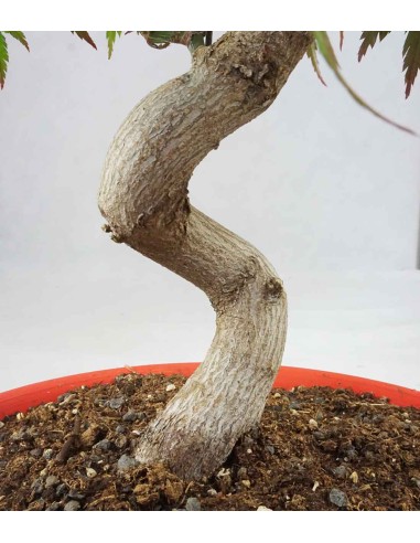 Acero palmato atropurpureum | bonsai...