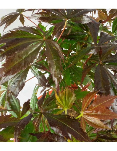 Acero palmato atropurpureum | bonsai...