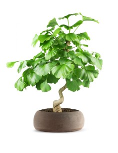 Ginkgo