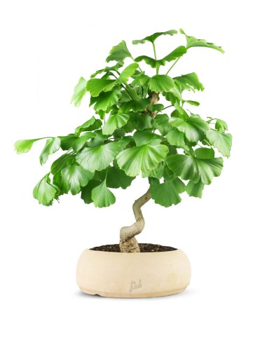 Ginkgo Ginkgo