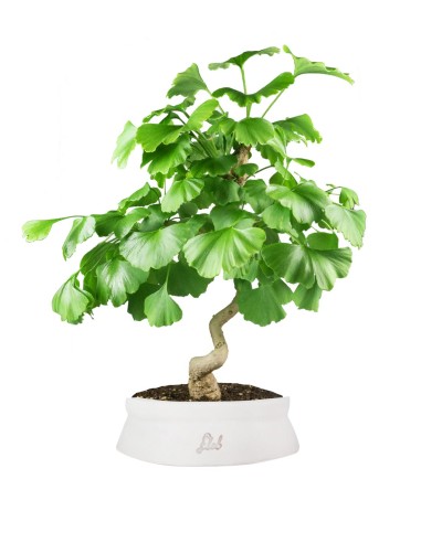 Ginkgo Ginkgo