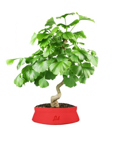 Ginkgo Ginkgo