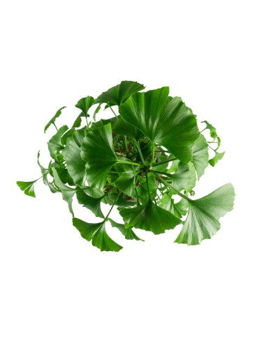 Ginkgo Ginkgo