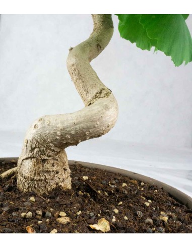 Ginkgo Ginkgo