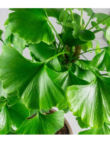 Ginkgo Ginkgo