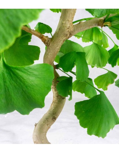 Ginkgo Ginkgo