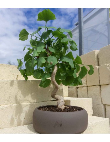 Ginkgo Ginkgo