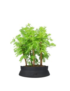 Metasequoia Boschetto M
