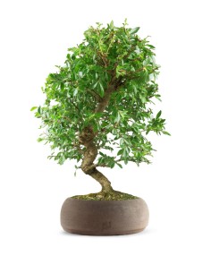 Zelkova bonsai 12 anni