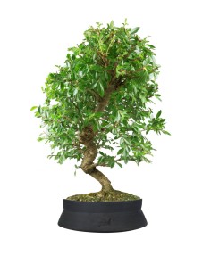 Zelkova bonsai 12 anni 2