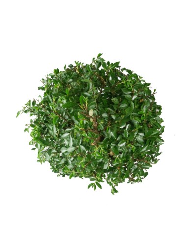 Zelkova bonsai 12 anni Zelkova bonsai 12 anni