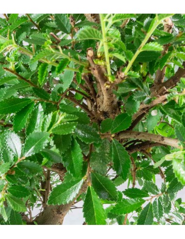 Zelkova bonsai 12 anni Zelkova bonsai 12 anni