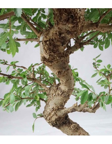 Zelkova bonsai 12 anni Zelkova bonsai 12 anni