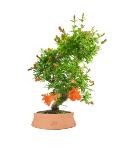 Punica Granatum | Melograno...