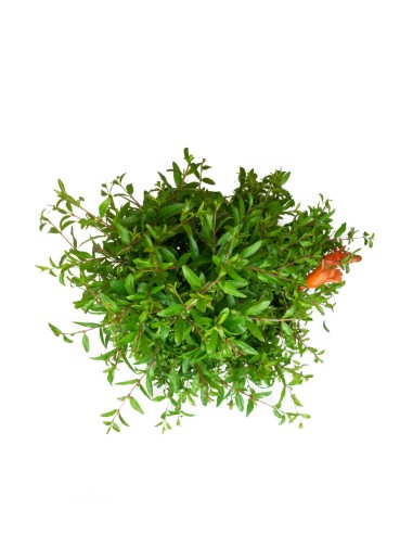 Punica Granatum | Melograno nano... Punica Granatum | Melograno nano...