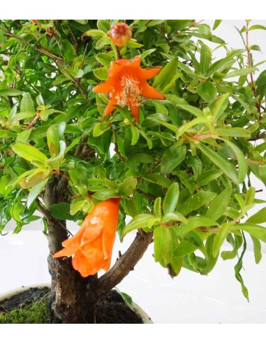 Punica Granatum | Melograno nano... Punica Granatum | Melograno nano...