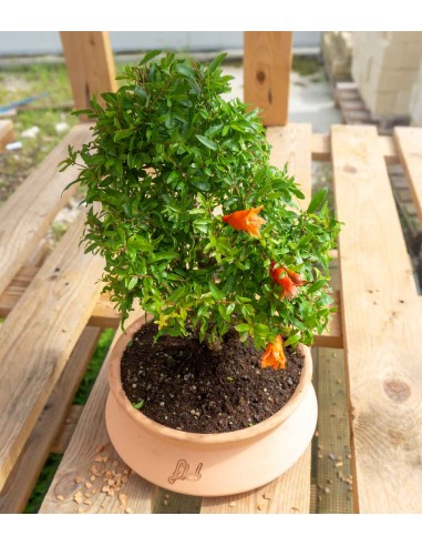 Punica Granatum | Melograno nano... Punica Granatum | Melograno nano...