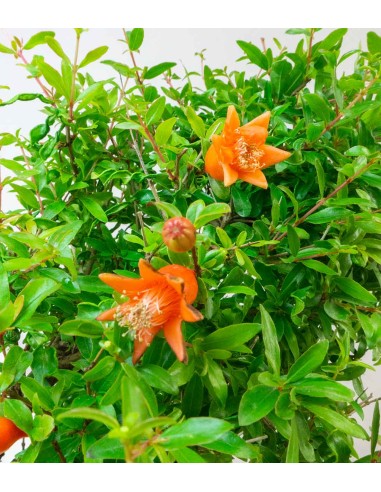 Punica Granatum | Melograno nano... Punica Granatum | Melograno nano...
