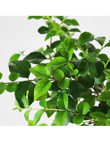 Ligustro Alberello Ligustro Alberello