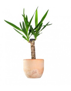 Tronchetto della Felicità |...