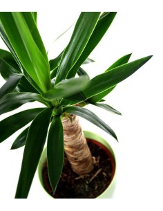 Tronchetto della Felicità |... 2