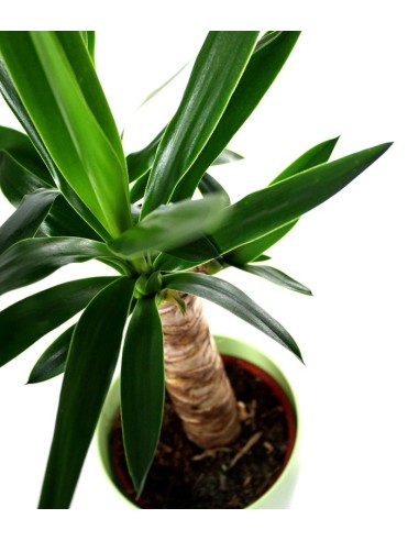 Tronchetto della Felicità | Dracena
