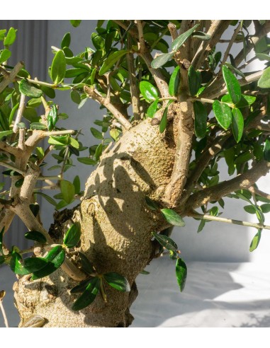 Olivastro Esemplare 1. 15 anni