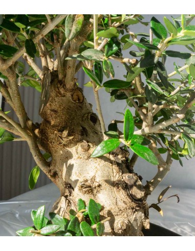 Olivastro Esemplare 1. 15 anni