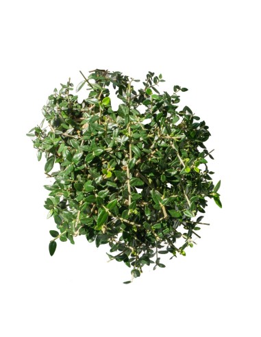 Olivastro Esemplare 1. 15 anni