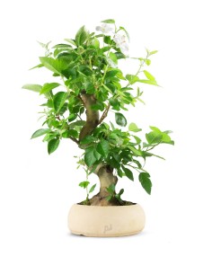 Melo bonsai 