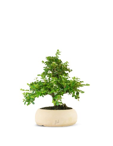 Cotoneaster