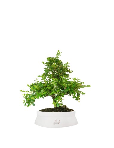 Cotoneaster Cotoneaster