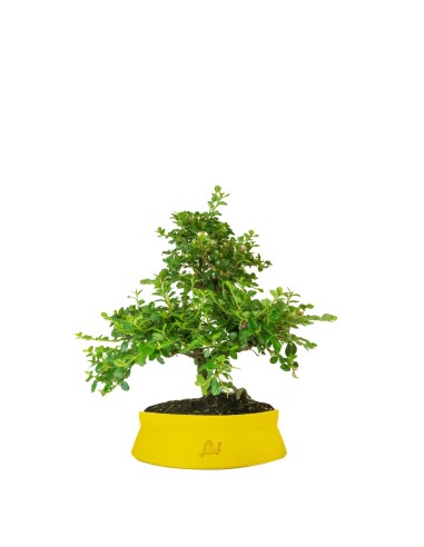 Cotoneaster Cotoneaster