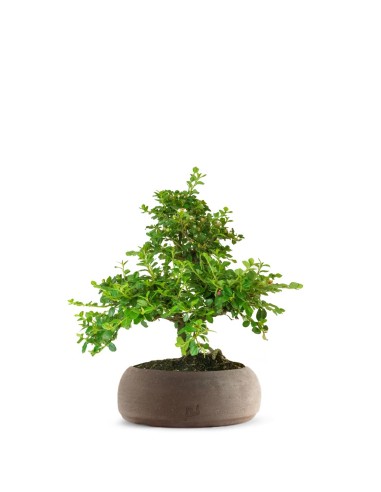 Cotoneaster Cotoneaster