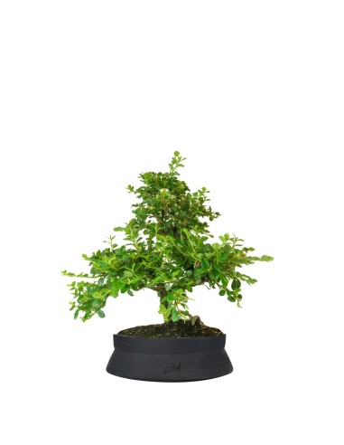 Cotoneaster Cotoneaster