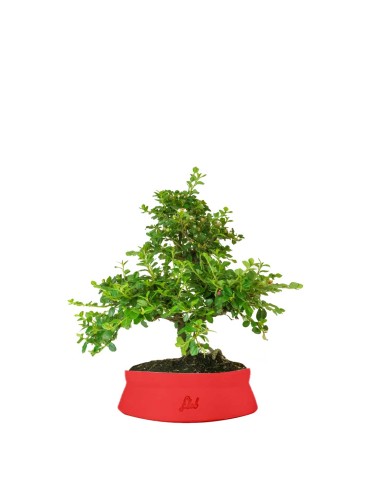 Cotoneaster Cotoneaster