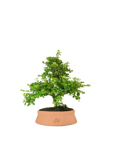 Cotoneaster Cotoneaster