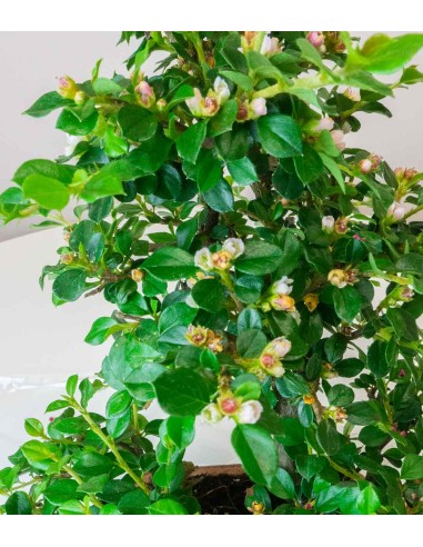 Cotoneaster