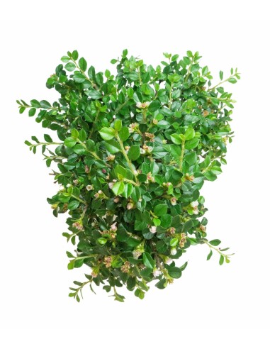 Cotoneaster Cotoneaster